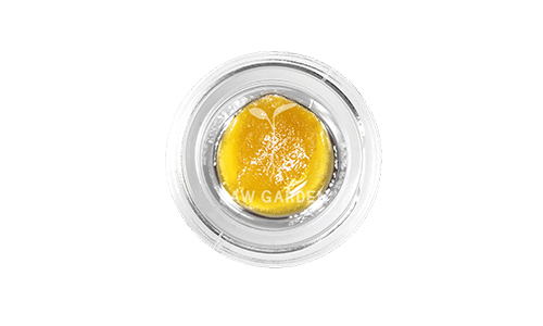concentrated cannabis for dabbing