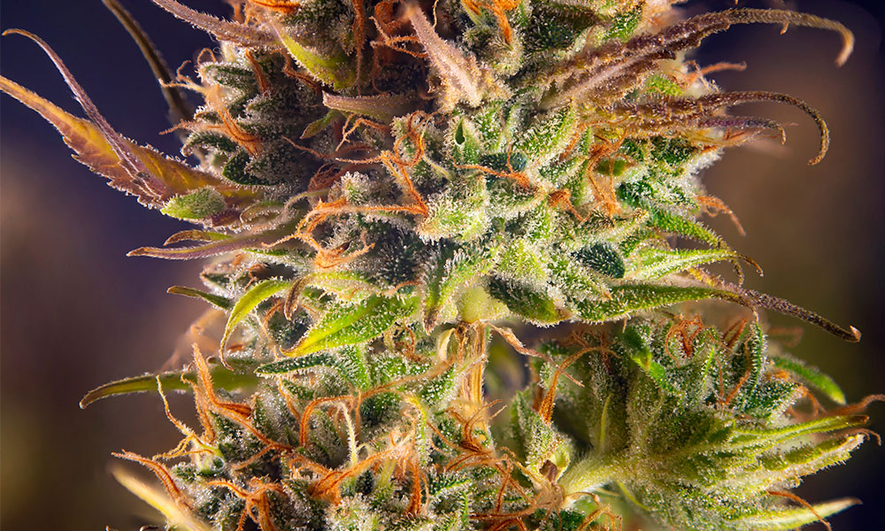 High CBD Strains And Why They’re Popular
