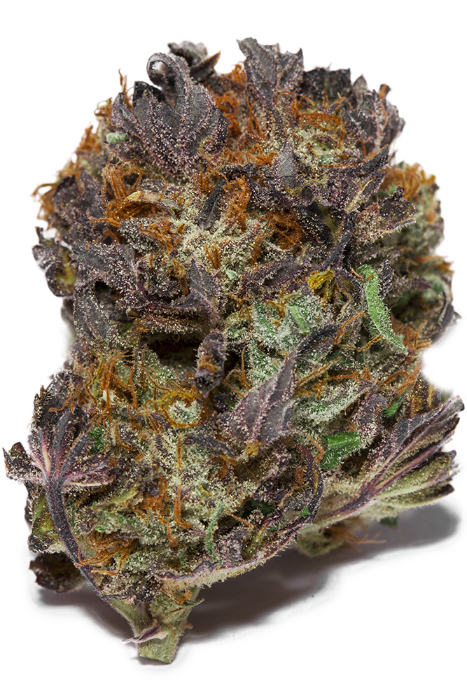 pink champagne indica flower